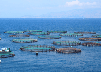 Salmoni d'allevamento e tutela ambientale: un equilibrio possibile?
