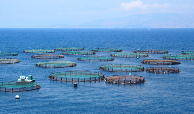 Salmoni d'allevamento e tutela ambientale: un equilibrio possibile?