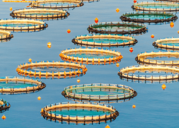 Setúbal ospiterà Aquaculture Horizons 2025
