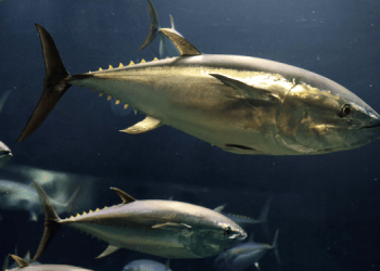 Stato della pesca del tonno nel 2025. I dati globali del nuovo report ISSF