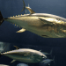 Stato della pesca del tonno nel 2025. I dati globali del nuovo report ISSF