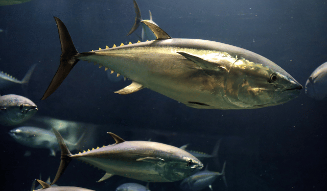 Stato della pesca del tonno nel 2025. I dati globali del nuovo report ISSF