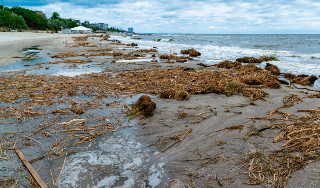 Mar Nero, disastro ecologico dopo la distruzione della diga ucraina