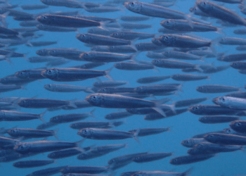 Adriatico: migliorare la sostenibilità a lungo termine di pesca e acquacoltura