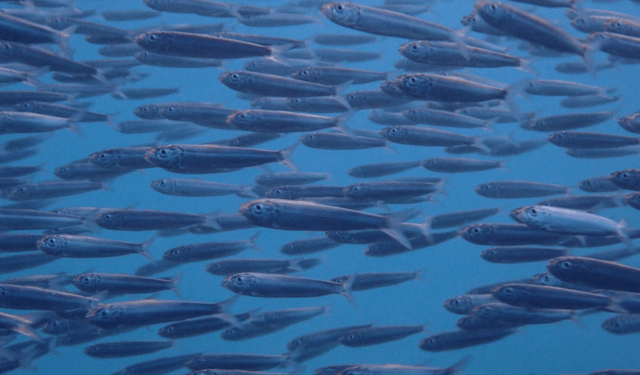 Adriatico: migliorare la sostenibilità a lungo termine di pesca e acquacoltura