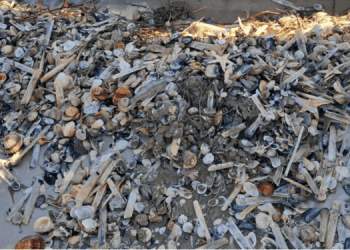 Allarme vongole a Manfredonia