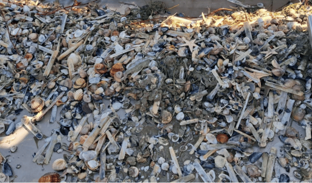 Allarme vongole a Manfredonia