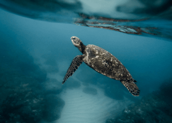 By catch. Il TED per salvare dall’estinzione di specie protette