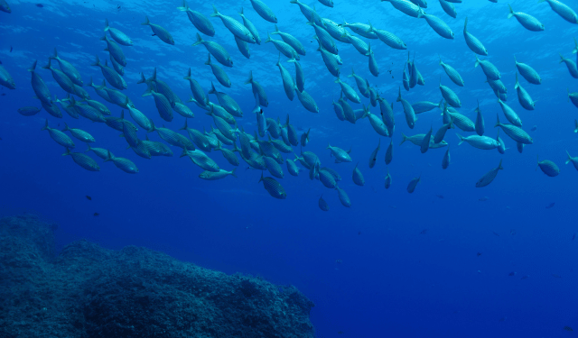 Il DNA dei pesci si adatta al cambiamento climatico