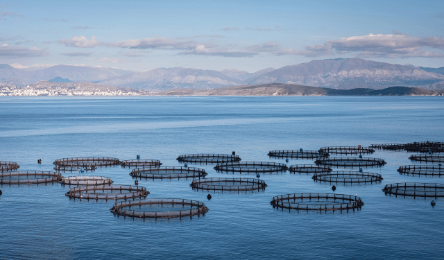 Il futuro dell’acquacoltura passa dalla salute e e dal benessere animale