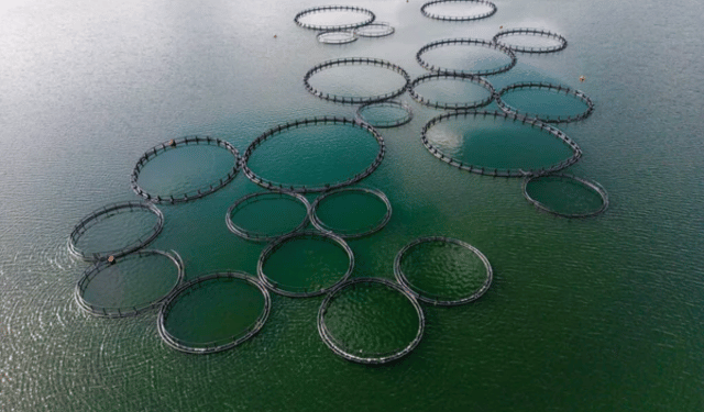 Il paradosso dell'acquacoltura: nutrire pesci con altri pesci