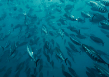 L'UE guida la pesca sostenibile nell'Oceano Indiano