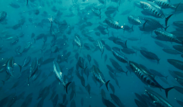 L'UE guida la pesca sostenibile nell'Oceano Indiano