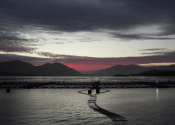 La crisi nel settore del salmone cileno taglia 1.500 posti di lavoro