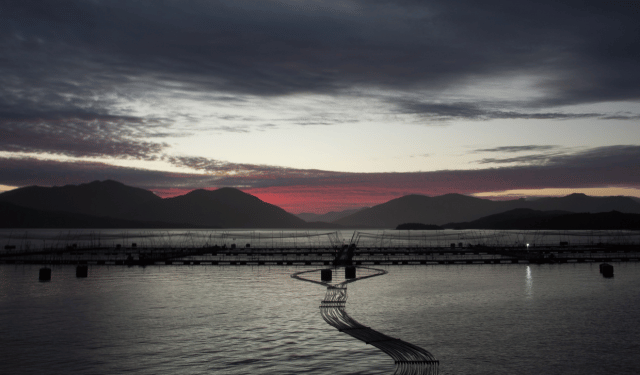 La crisi nel settore del salmone cileno taglia 1.500 posti di lavoro