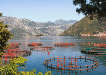 One Health e acquacoltura: un approccio integrato per un futuro sostenibile