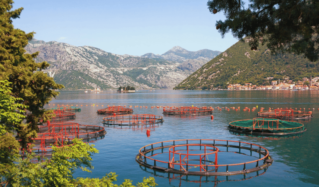 One Health e acquacoltura: un approccio integrato per un futuro sostenibile