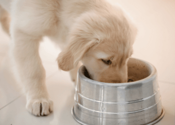 Pesce per pet food: qualità e margini, un’opportunità per la filiera ittica