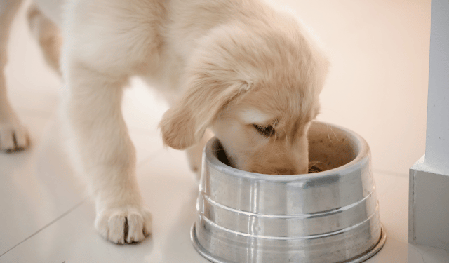 Pesce per pet food: qualità e margini, un’opportunità per la filiera ittica