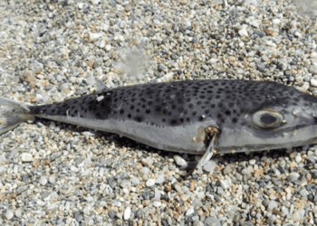 Specie aliene nei mari italiani