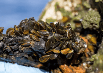 Specie invasive: ecosistemi e filiere ittiche sotto attacco