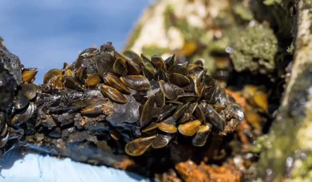 Specie invasive: ecosistemi e filiere ittiche sotto attacco