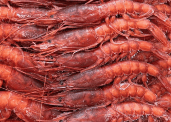 Due gamberi, due mondi: cosa cambia tra l’argentino e il mediterraneo
