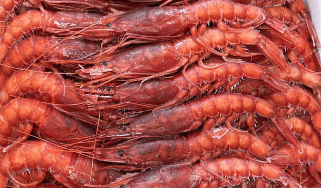 Due gamberi, due mondi: cosa cambia tra l’argentino e il mediterraneo