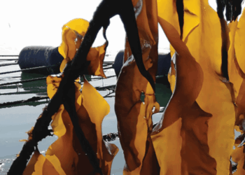 Finanziamenti UE per il settore alghe