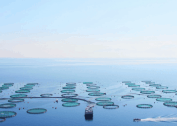Galaxidi Marine Farm: “Fare la nostra parte” con l’acquacoltura sostenibile
