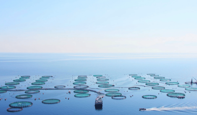 Galaxidi Marine Farm: “Fare la nostra parte” con l’acquacoltura sostenibile