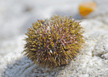 Ricci di mare essiccati per fertilizzanti sostenibili