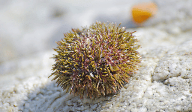 Ricci di mare essiccati per fertilizzanti sostenibili