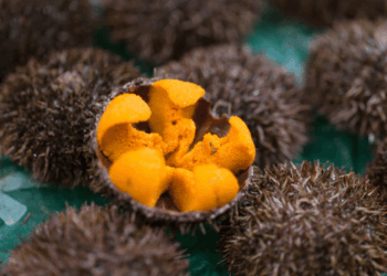 acquacoltura rigenerativa di ricci di mare in Giappone