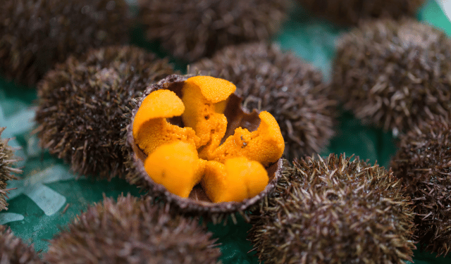 acquacoltura rigenerativa di ricci di mare in Giappone