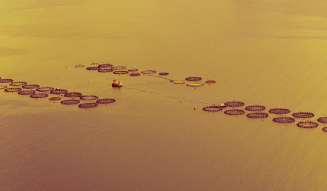 il greenwashing nell’acquacoltura UE