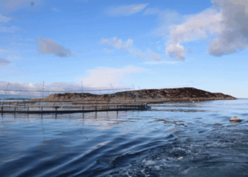 inclusione del merluzzo atlantico nello standard ASC