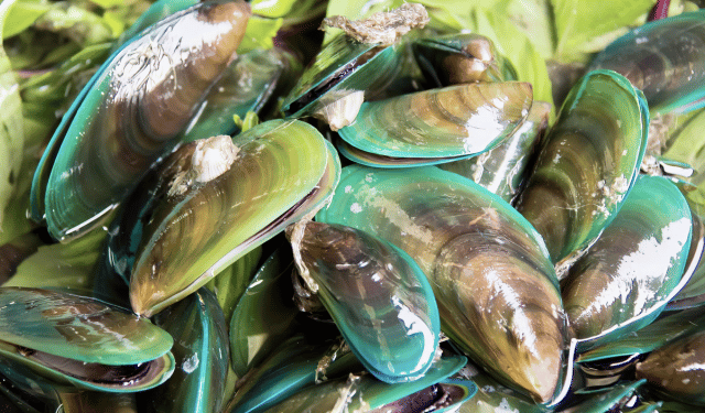 innovazione tecnologica in acquacoltura