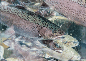 parassita dei pesci in Amazzonia