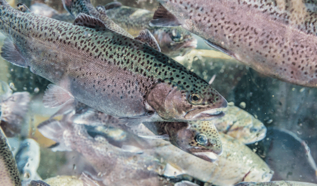 parassita dei pesci in Amazzonia