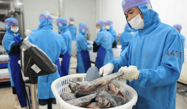 Tilapia: numeri, sfide e opportunità nel commercio mondiale