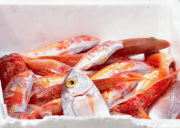 quick commerce ittico