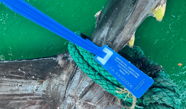 sigillo di garanzia per il tonno rosso