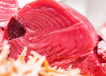 sigillo per il tonno rosso