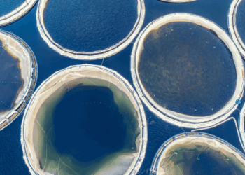 sostenibilità dell’acquacoltura italiana