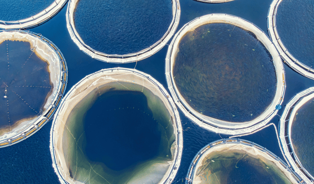 sostenibilità dell’acquacoltura italiana