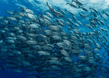 stima acustica della taglia del pesce