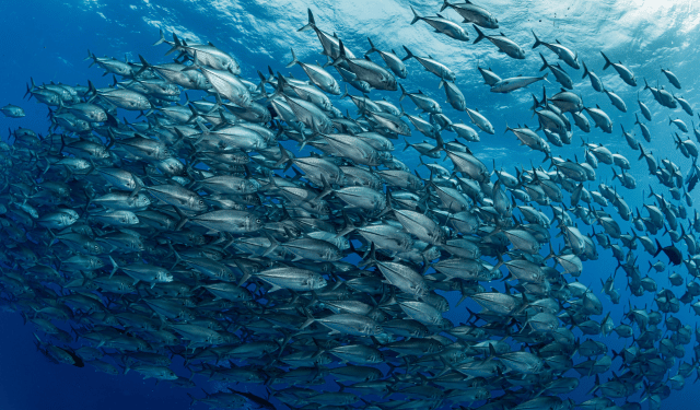 stima acustica della taglia del pesce