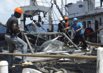 tecnologie per il rilascio sicuro di squali e razze