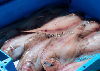 Andamento dei prezzi del primo sbarco del pesce in Europa nel 2025